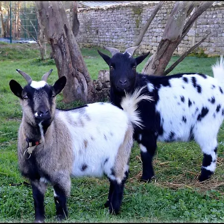 Couette-café Jardin D'arcy - D'hôtes Avec Piscine Et 3*