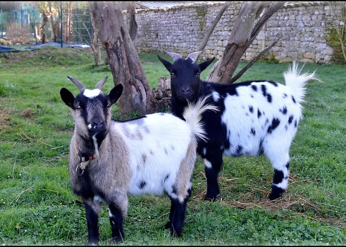 Bed & Breakfast Jardin D'arcy - D'hotes Avec Piscine Et 3*